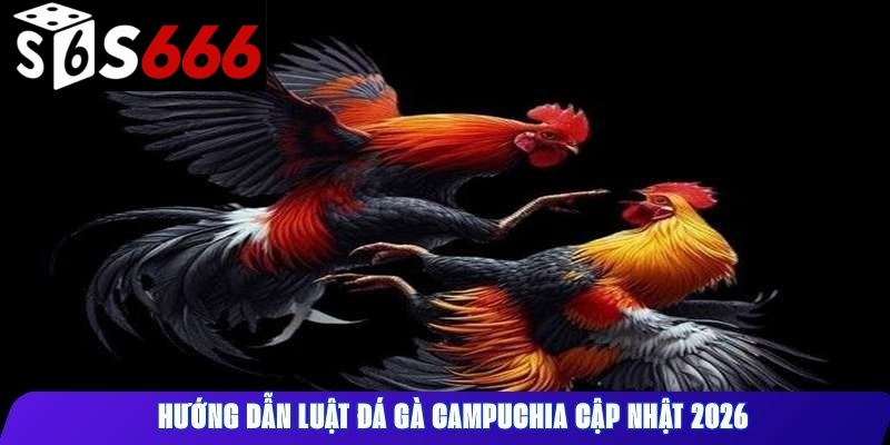 Hướng dẫn luật đá gà Campuchia cập nhật 2026