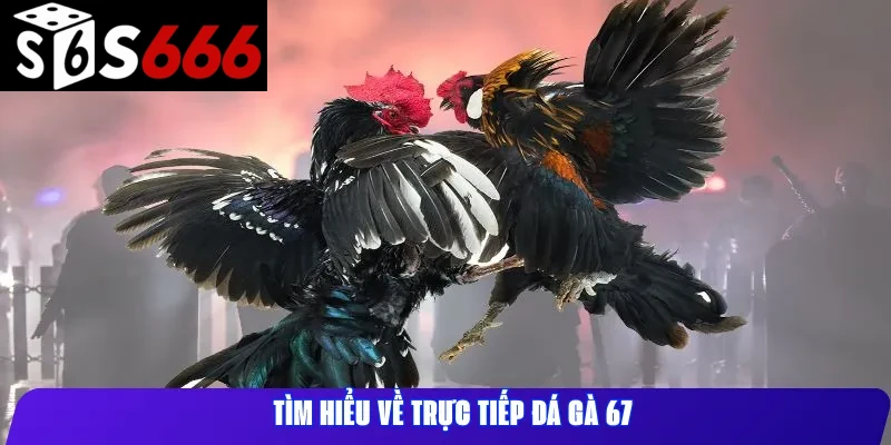 Tìm hiểu về trực tiếp đá gà 67